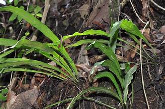 Asplenium ensiforme